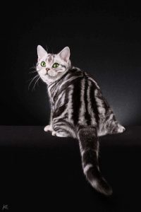 History of the american shorthair