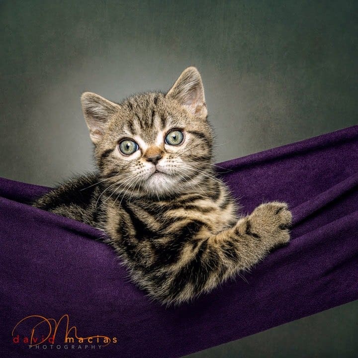 American shorthair kittens on a hammock