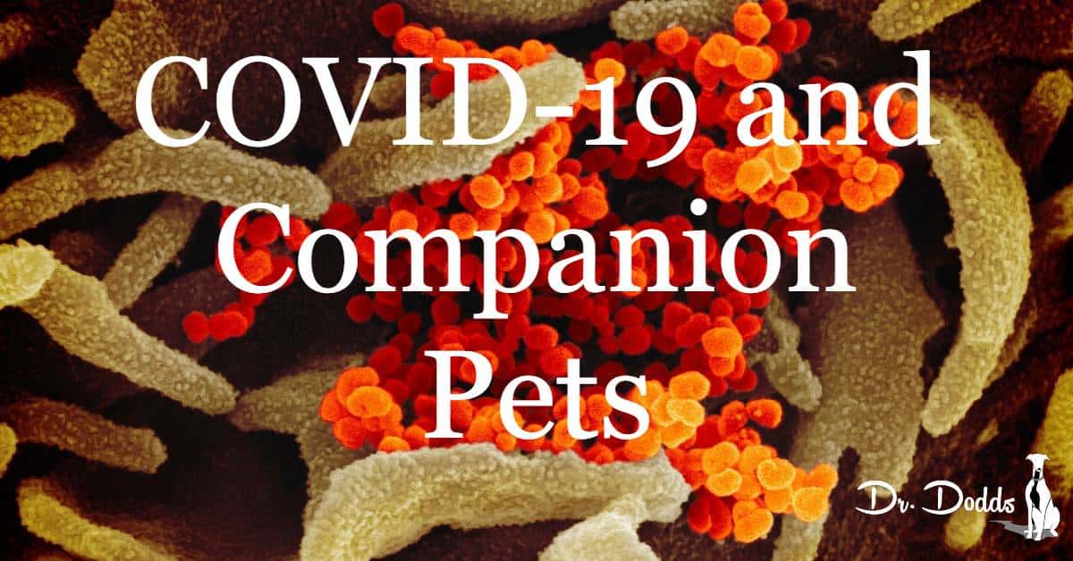 Covid-19 and companion pets