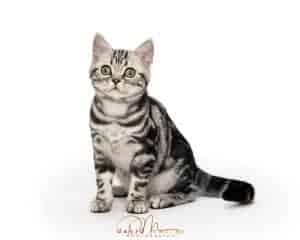American shorthair facts