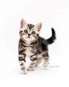 American shorthair kitten gallery
