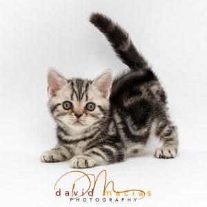 Videos of american shorthair kittens